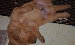 7 week old golden retriever pups AKC registered, dew claws removed, shots and dewormings up to date, fun, loving, loyal and playful family dogs. Please call Greg 785-799-4577