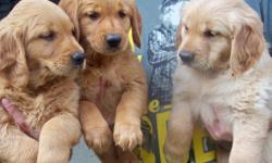 Golden Retriever puppies, AKC registered, First Shots, Vet Checked, Written Health Guarantee.
1 Female, $700.00 and 3 Males $650.00
They are very mellow, intelligent and would make the perfect family pet, Very Sweet, Loveable Dispositions.
Ready Now to a
