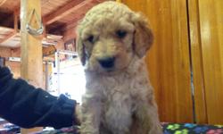 &nbsp;F3 GOLDENDOODLES Energetic, Friendly, Intelligent, Trainable, Non- shedding, 6.5 weeks old, shots & wormed, micro-chipped; available oct 23rd.