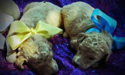 These cream to dark gold Goldendoodle puppies are expected to have non-shedding, hypoallergenic curly coats.&nbsp; We have six girls and three boys.&nbsp; The dam is our F1b apricot Goldendoodle, Henny.&nbsp; The sire is our extraordinary Standard Poodle,