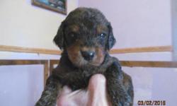 Goldendoodle puppies for sale....CKC....f1b........rare blacks and very rare phantom/brindles.&nbsp; Both parents on premises.
Dewclaws are done, and will be ready to go week of April 6, 2015, with first shots and wormings.&nbsp; Written health
