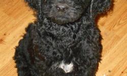 &nbsp;Goldendoodle pups, LARGE, CKC in-home raised, fun-loving smart and healthy........Health guarantee. Blacks (one abstract, one Gordon Setter pattern)....Coats are curly.. First shots, wormed. ready for adventures in their new homes
Mary
&nbsp;