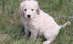 We have gorgeous Goldendoodle pups. &nbsp;They are wavy coated. &nbsp;The females should mature anywhere from 45 to 60 pounds. &nbsp;Males will weigh 60 to 75 pounds. &nbsp;The parents have been very healthy. &nbsp;All pups come with a first shot and