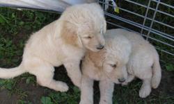 &nbsp;The pups are raised in our home. They are doing very well with going outside on their potty training. Mom is the golden retriever, dad is a white standard poodle. They are very loving and personable and waiting for their new home. (248)420-4863