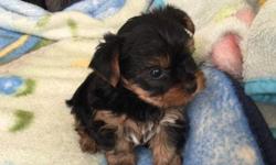 Gorgeous AKC&nbsp; Females & Male Yorkie Puppies Our puppies are raised in a loving family environment, They are played with and loved all day everyday. They are Potty trainiedat approximately 11 weeks old so that by the time they leave our home to go to