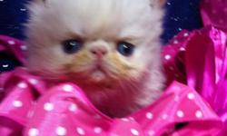 These kittens have a wonderful pedigree of show cats on both sides. They have flat but healthy faces. They are very loving and want to be with people. They will be ready in mid September.&nbsp; Also have a flame point Himalayan male kitten in this litter.