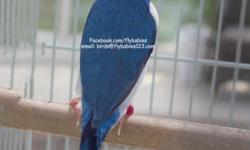 This glorious blue finch has a colorful blue back and dazzle's your senses. &nbsp;An opulent male, looking for an equally ravishing mate in the aviary. &nbsp;His lavish wingspan can only be described as stunning. &nbsp;&nbsp;
&nbsp;
We deliver anywhere in