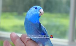 Here is a gorgeous blue male parrotlet and he knows it as he posses for everyone. &nbsp;His magnificent blue feathers are stunning in the sunshine. &nbsp;He seems to be really pleased and enjoying himself as he is not the least bit awkward on your finger.