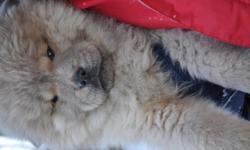 Gorgeous Cinnamon Color Chow Chow..
SUPER Sweet Guy Purebred NO Papers..
Last Pup Remaining ..
Born on my parents farm in VT..
He is Looking for his New Home..
He is Sooo ADORABLE.. so soft and super fluffy!
Not a breed for everyone so do your research..