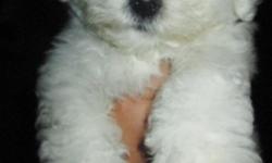 I have 1 Gorgeous Male Bichon Frise Puppy with Continental Kennel Club (CKC) Pure breed registration, He is 9 weeks old ready to go to a lovely home, He went to the vet he has his 1st vaccines and deworming and health certificate. He is playful, companion