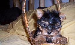 Highly Socialized Puppies. Excellent temperaments. PuppiesÂ­ in the pic shown are available. VarietyÂ­ of Coat Colors to Choose from: We are experienced breeders that have Yorkie puppies for over a years now. Our puppies have an excellent health history