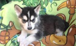 Gorgeous Husky Puppy. Male.Female. 10 weeks old. Very smart and easy to train. Price is NEG. Serious callers only please. 7202829559