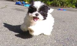 "Oreo" is our super cute male Teddy Bear puppy! He's super playful, and his personality will melt your heart! - Maltese x Shih-Tzu - 8 weeks old and Ready to Go Home! - One Year Congenital Health Guarantee - Current on Vaccines - Adult Weight : 7-10 lbs -