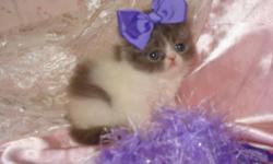 BEAUTIFUL FLUFFY PERSIAN KITTENS BORN ON 01-26-11 THEY WOULD BE READY FOR THERE NEW HOME IN APRIL A SMALL DEPOSIT WOULD HOLD THE LITTLE ANGEL OF YOUR DREAMS THEY ARE SUPER SWEET AND SO VERY LOVING THEY ARE RAISED IN MY HOME WITH LOTS OF LOVE AND CARE AND
