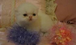 BEAUTIFUL LITTLE ANGEL PERSIAN BABIES A RAINBOW OF COLORS TO CHOOSE FROM HEALTHY PLAYFUL SUPER SWEET AND LOVING RAISED IN MY HOME AND SHOWED LOTS OF LOVE AND GIVEN DAILY DOSES OF HUGS AND KISSES FOR MORE INFO PLEASE VISIT OUR WEBSITE AT