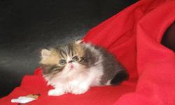 I have two gorgeous persian kittens. CFA registered, very loving and playful. One is a smoked patched tabby with white and the other is a silver tabby with white. These beautiful girls were born on May 10, 2011. Very loving, playful and well socialized to