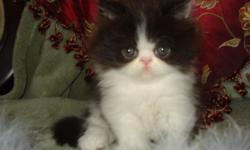 LOVELY HANDSOME MALE PERSIAN BABY HEALTHY LITTERBOX TRAINED VERY SWEET AND PLAYFUL THIS LITTLE ANGEL IS FULL OF HAIR LOOKS LIKE A LITTLE TEDDY BEAR HE IS RAISED IN MY HOME AND SHOWED LOTS OF LOVE AND CARE HE GOES HOME WITH FIRST VACCINES HEALTH RECORD