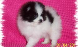 We have several lovely Pom puppies that are ready to go, our site is www.pomsource.com or call 561-357-7000 for more info.