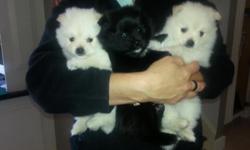 2 month old darling pomeranian puppies, 3 males: &nbsp;one black, 2 all white. &nbsp;Pure bred, parents on site. &nbsp;Socialized in a large, loving family. &nbsp;Ready to have a new loving home. &nbsp;$500. &nbsp;Call or text Rhonda 313-258-8888.