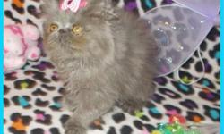 Hello i am a solid blue teacup persian baby girl kitten for sale she is 9 weeks old she is excellent with her litter box and she is a very lovable baby she purrs all of the time she loves to run and play and cuddle and give kisses.If you play with her and