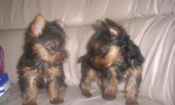 Gorgeous Tiny Yorkie Puppies For Sale. Very Playful and friendly. Home breed and well socialized. (724) 824-3465