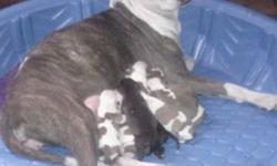 We have a litter of puppies available. They will be ready to go in four weeks with health records from the vet. Will be taking deposits. The mom is a blue brindle and white gotti and dad is a big Xl red brindle razors edge bully. They will be short stocky