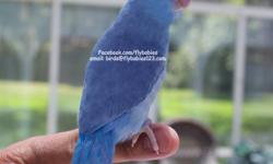 This is splendid Parrotlet pet with the classy look you would expect from the outstanding blood line that she came from. &nbsp;Her glorious and dignified pose demonstrates her heritage. &nbsp;She is most of all a great pet, that steps up, kisses and
