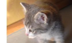 Gray and white short haired male MANX stubby. Classie looking little guy with the white markings in all the right places. Sure to please someone. Pick up only Montana - $75.00 cash & carry.