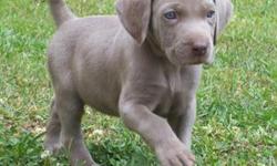 AKC registered Weimaraner, Male, $200.00 obo. new litter coming soon in about 3 months. get yours now. call for details. 209-742-4267 or email rshenley@sti.net