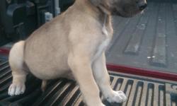 One female fawn great Dane puppy going on 7 weeks. She has her first shot and has been dewormed. For more info text or call at 956-784-4645