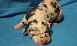 Great Dane Puppy
Male Harlequin
AKC registered
Born Octber 14 2014
1 year health guarantee
I have a beautiful harlequin male Great Dane for sale. He was born October 14 and will be ready to go home December 9 2014. He is AKC registered. He will be up to