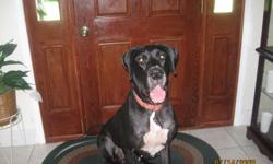 Great Dane free to loving home. Bella is a 3 year old, full blooded Black & White Great Dane. Because of our changing schedules, she needs a loving family that can give her the attention she needs and deserves. She is great with kids and other pets. She