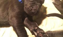 Great Dane puppies. 5 males, 4 females. All black with some white chest. AKC reg. Up to date on shots. Born 10/16 Ready to go home 12/12 just in time for Christmas. For more info call or text 608-712-5517 or 608-558-4613