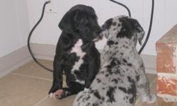 Great dane puppies!! available for home pet seekers of serious intent. dont hesitate to contact via 9104446712 anytime. thanks and shipping available throughout US.