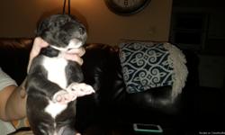 Hi we are proud to say the way have a litter of great Dane AKC pure bred puppies that will be ready to come to to there new home mid September we are now taking deposits to hold puppies puppies do come with shots and dewormed we are located in Madison wi