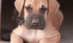 Beautiful AKC great Dane pup want forever homes! Dew claws removed, id chipped, socialized with other animals and children.Parents on site and can be seen at www.mountaintopdanes.com All puppies come with a 2 year genetic health guarantee. vet checked all