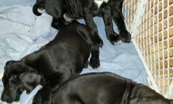 We have 4 beautiful 100% European CKC Great Dane puppies left. They are ready for their new homes . Both parents are on site. Mother is all black with white on her chest, she is 100% European and CKC. Father is all blue with white on his chest. He is 100%