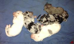 4 Male Great Dane Puppies, they are three weeks old as of 10/13/13 and will be ready to take home with appropriate puppy shots given by 11/8/13. Mother is an American Great Dane color is merlaquine(grey, black and white)with blue eyes, and Father is 1/2