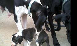 Purebred Great Dane Puppy?s. &nbsp;Black with white,&nbsp;Females, Parents on site--- Mom& Dad dogs have a great temperament and disposition and will surely pass these traits onto her offspring.&nbsp;&nbsp;&nbsp;$400&nbsp;&nbsp;&nbsp;Please call