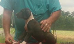 I'm an AKC Registered Breeder who has been raising, breeding and loving Danes for 40 years. We just had a litter on May 1st, 2014. They are bostons and mantles, males and females still available. We are willing to travel to show off our pups, or you can