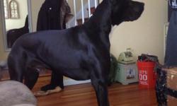 poker is awonderfull well behaved great dane looking for a female great dane.poker is ckc registered