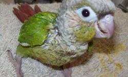 Three (3) Green Cheek Conures ($125.00 ea), one (1) Cinnamon Green Cheek ($150.00). All beautiful and sweet tempered. Hand-fed, just weaned. All have had first flight just this week! First baby hatched March 18. Call or email if interested.