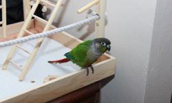 Sweet green cheek conure for sale. About 2 years old, very loving with adults...does not like children. Comes with cage, toys, and food.&nbsp; Email me if interested savannahhouser@gmail.com