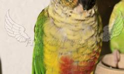 Yellow Sided Green Cheek Conure $100.00 He is not tame. Never been bonded. Very vocal (chirps and mocks noises, knocks on cage to sound like knocking on door!)