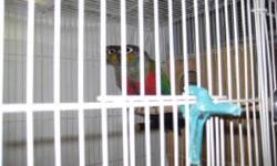 2 green cheek conure babies $200.00 each
2 crimson bellied conure babies $500.00 each
Macaws and other birds available occasionally
Sasha
815-931-2016
leave a message