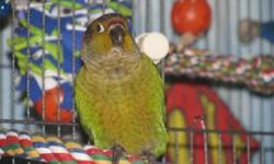 I am leave for the Air Force in October and JACK cant come with me :(
Jack is a very sweet Green Cheek Conure. Loves his kisses and stringy anything. He loves his fruits and veggies and his baths.
Jack was born on 4/1/2010, hand fed, and raised around a