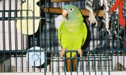Buster is a bright green color. Diva is a brightly colored green cheek parrot. Diva loves to cuddle with males. They can be sold separately. We also have a blue parakeet named Royal that would love to go to a new home with Buster(Royal is free with cage).