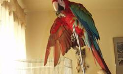 2yr old. Tame likes other animals. Would like to be placed in a good home. With someone who knows parrots.
call 410-737-4678