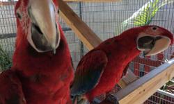 Greenwing Macaws, ready to go to a good home Male $300 Female $300. Call or text (304) 315-4363
