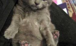 1 Male Grey Kitten born 4-29-14. He is Healthy, Weaned, Super Friendly and Ready for His new home. With Him go: A Hand Made Blanket He was once on with His Mother & Siblings, A Hand Made Catnip Toy Ball, Several Kitten Starter Kits, Plenty of INformation